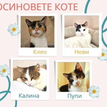 Осинови коте: Домът, който ще промени всичко