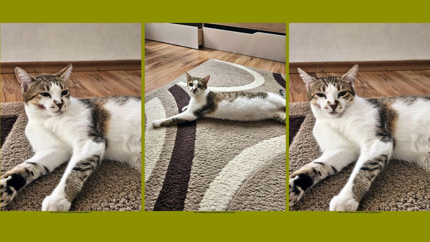 Осиновете коте Мая